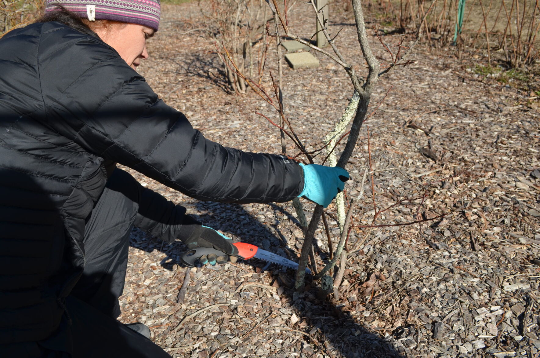 Blueberry pruning